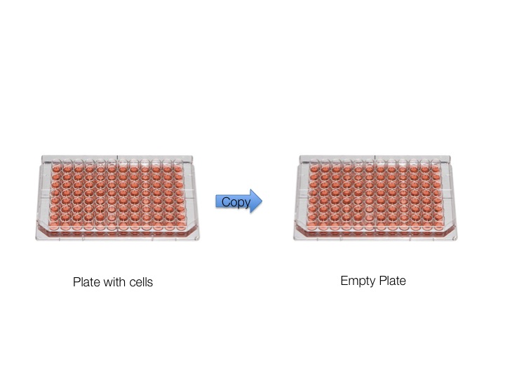 Featured image of post Cell Culture Plate Cartoon Handling of cell culture plates for cultivation of immortalized cancer cell lines in life science research laboratory