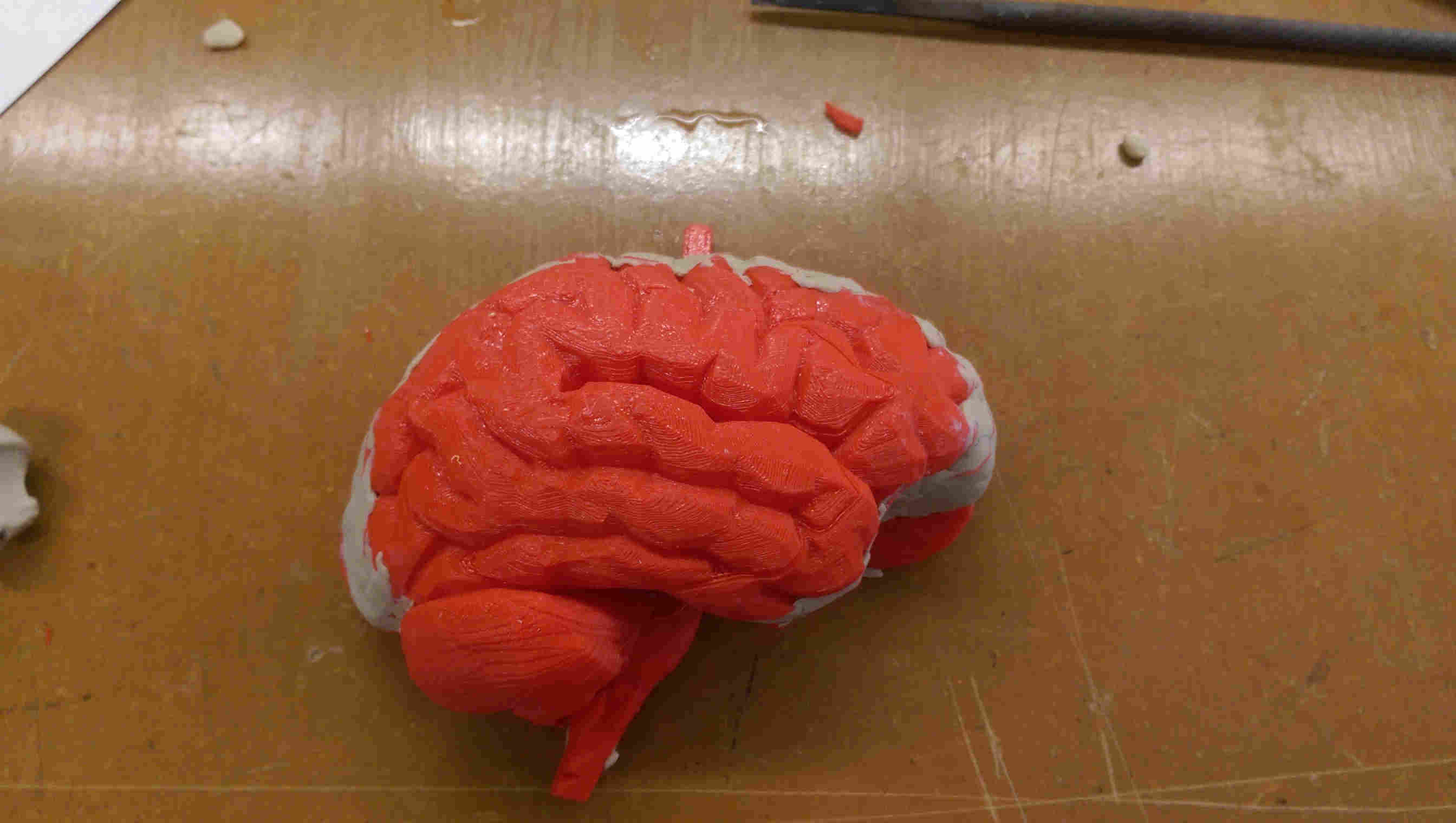 half brain print 2
