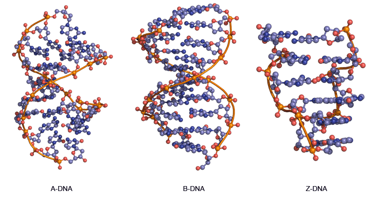 double helix structure variants