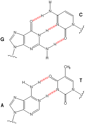 watson-crick bonding