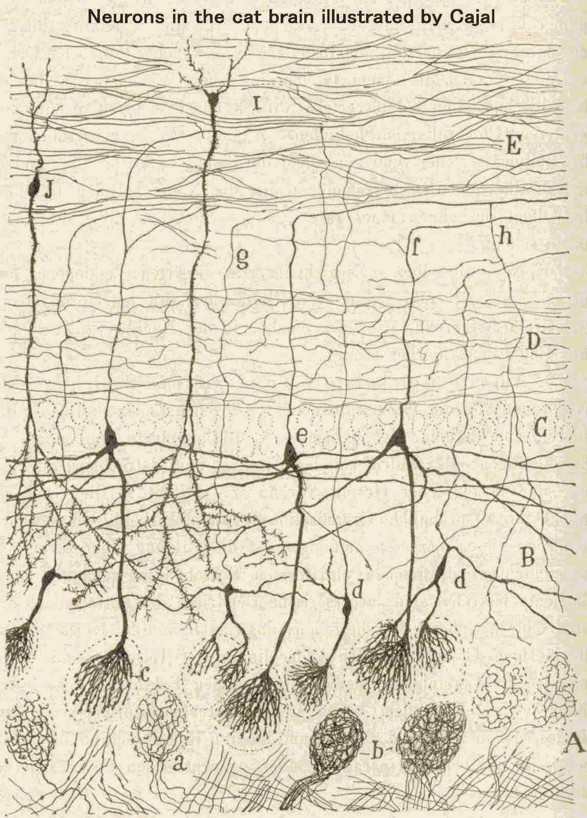 cajal