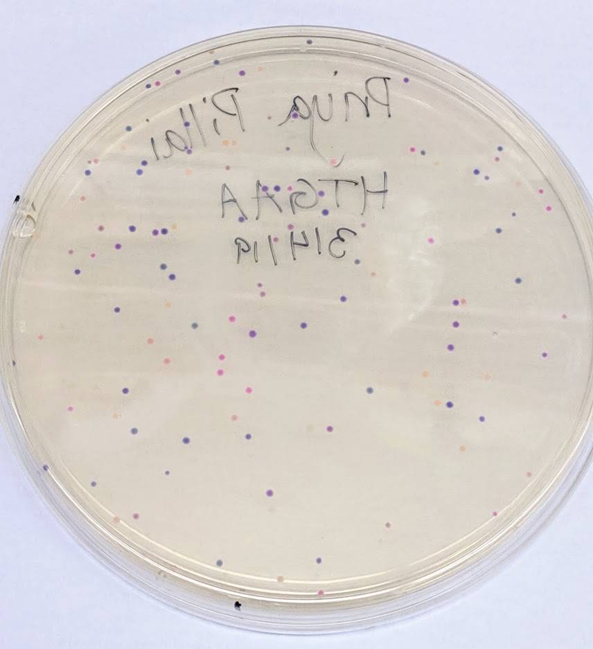 Colorful modified amilCP E. coli colonies
