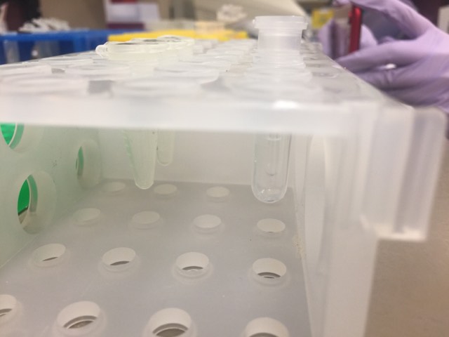 Spin tubes to isolate DNA