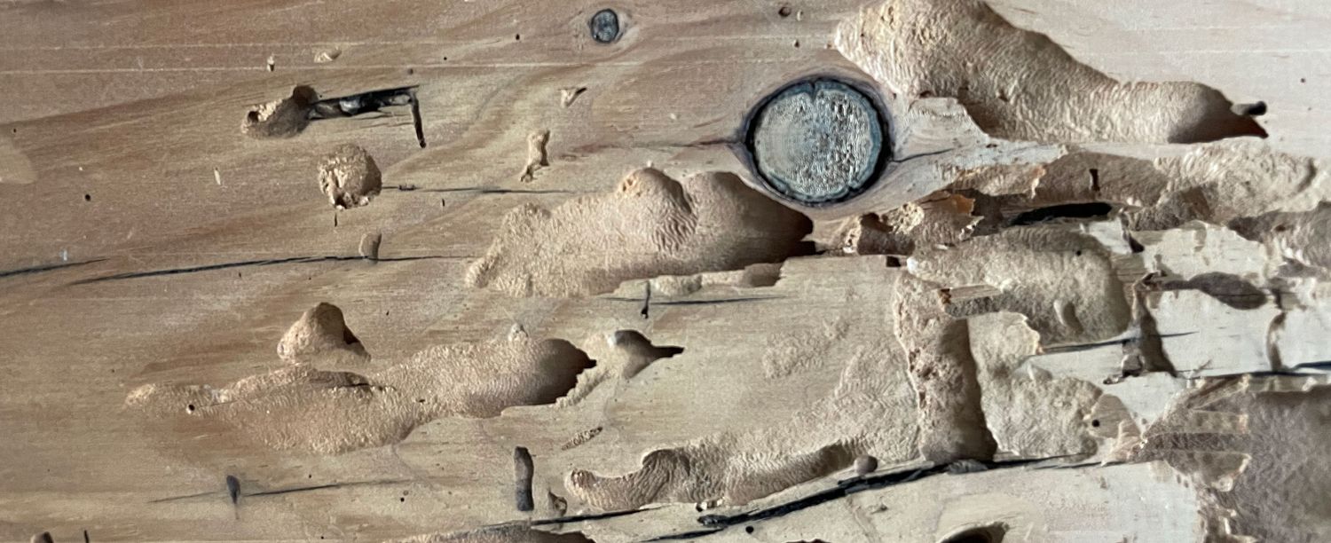 Wood with termite burrows on its surface