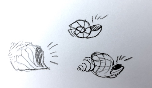 Seashells Sketch