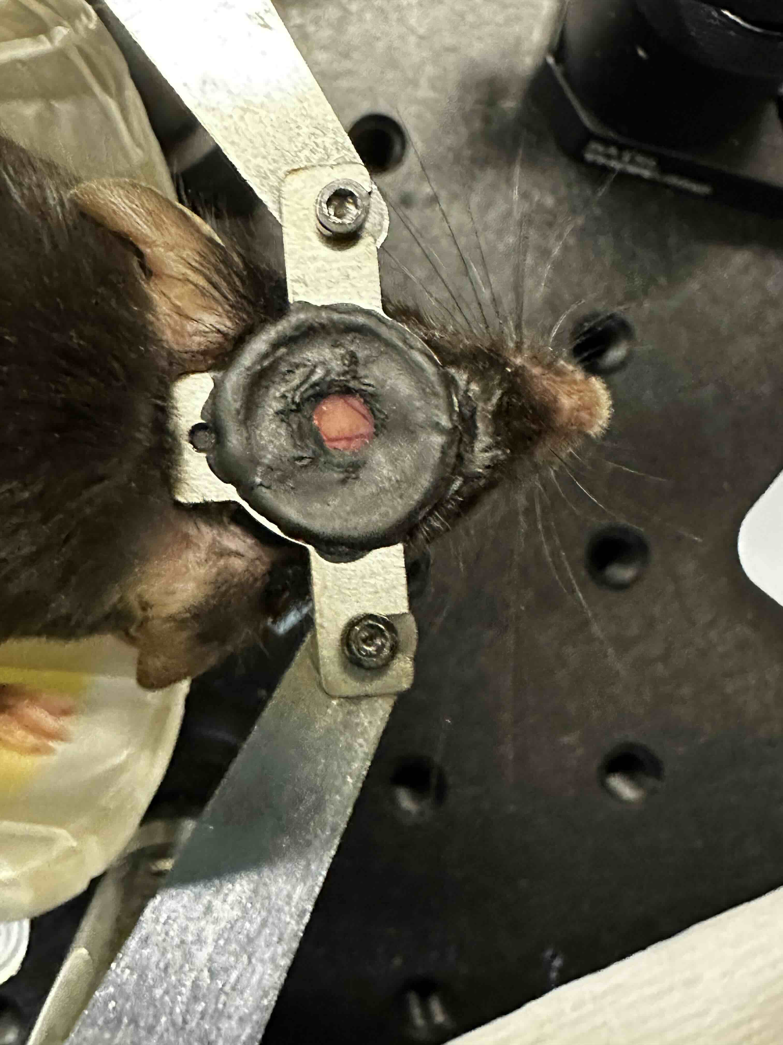  headplate and cranial window! 