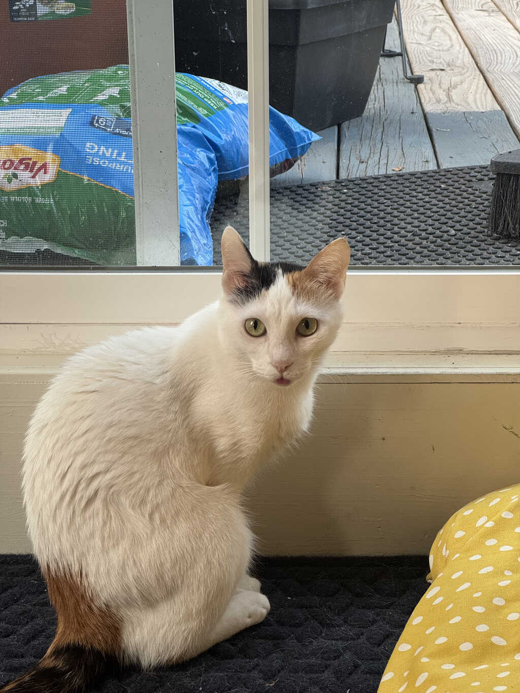 cat