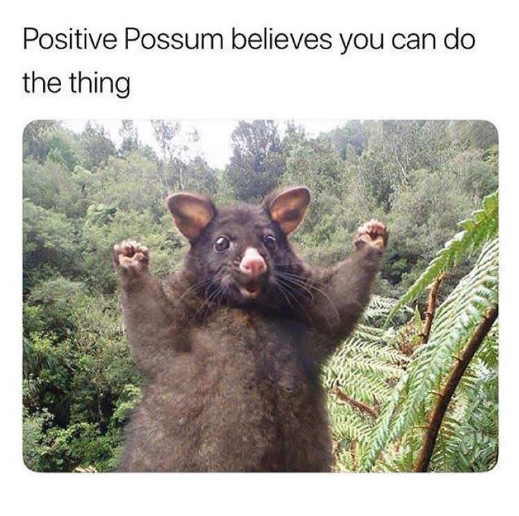 Positive Possum encouragement meme