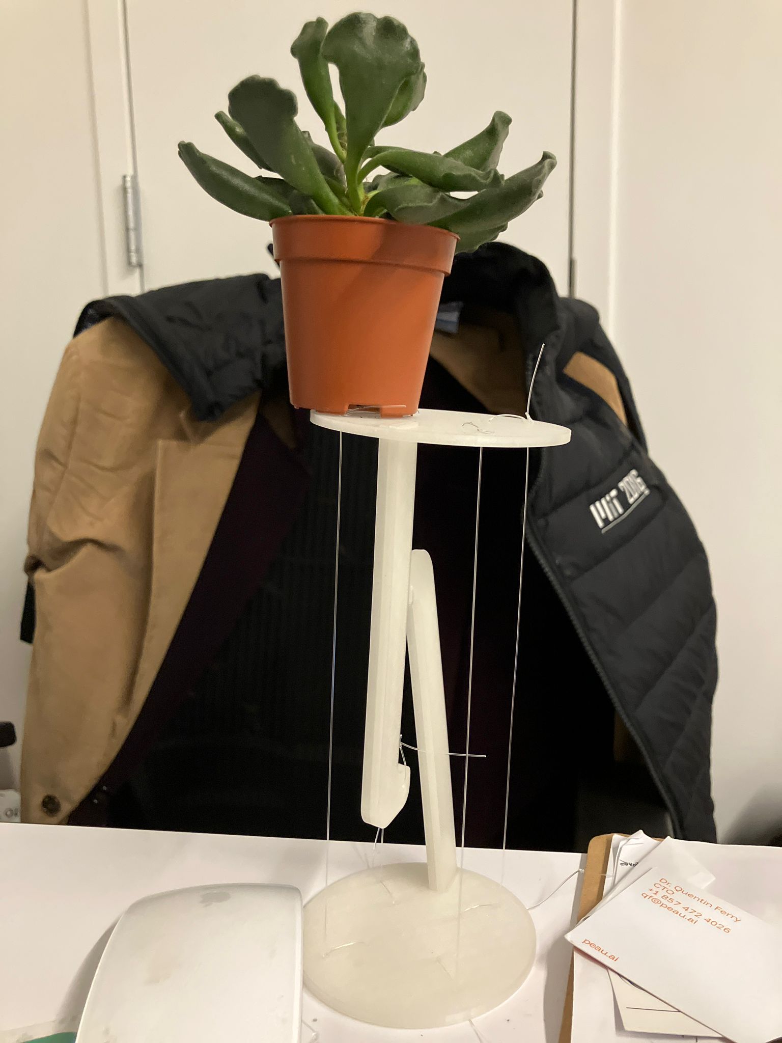 Succulent Plant Test