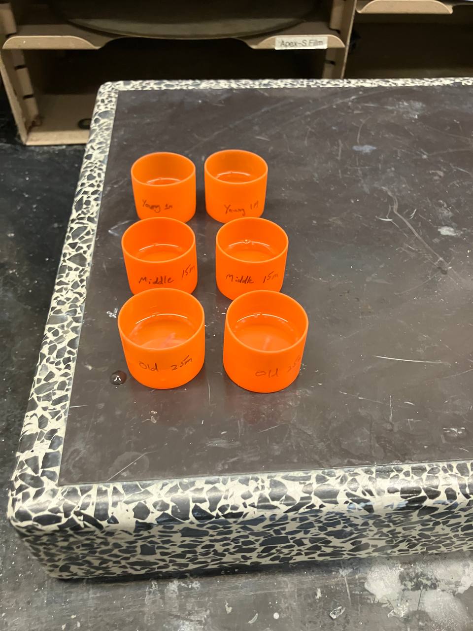 Epoxy poured over bones in mold