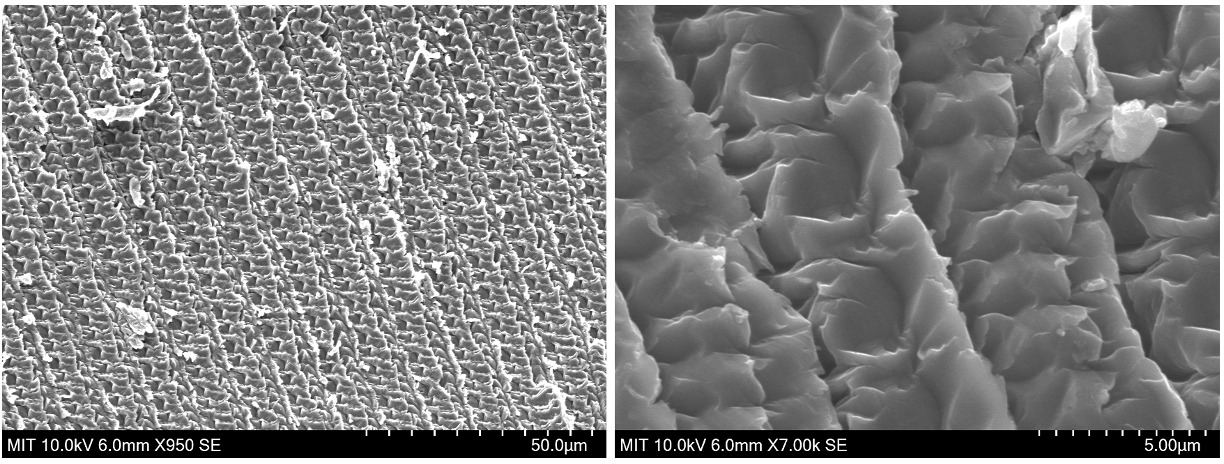 SEM Images